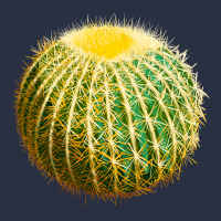 Golden Barrel Cactus Heavyweight Sweatshirt | Teevron