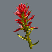 Indian Paintbrush Heavyweight Sweatshirt | Teevron