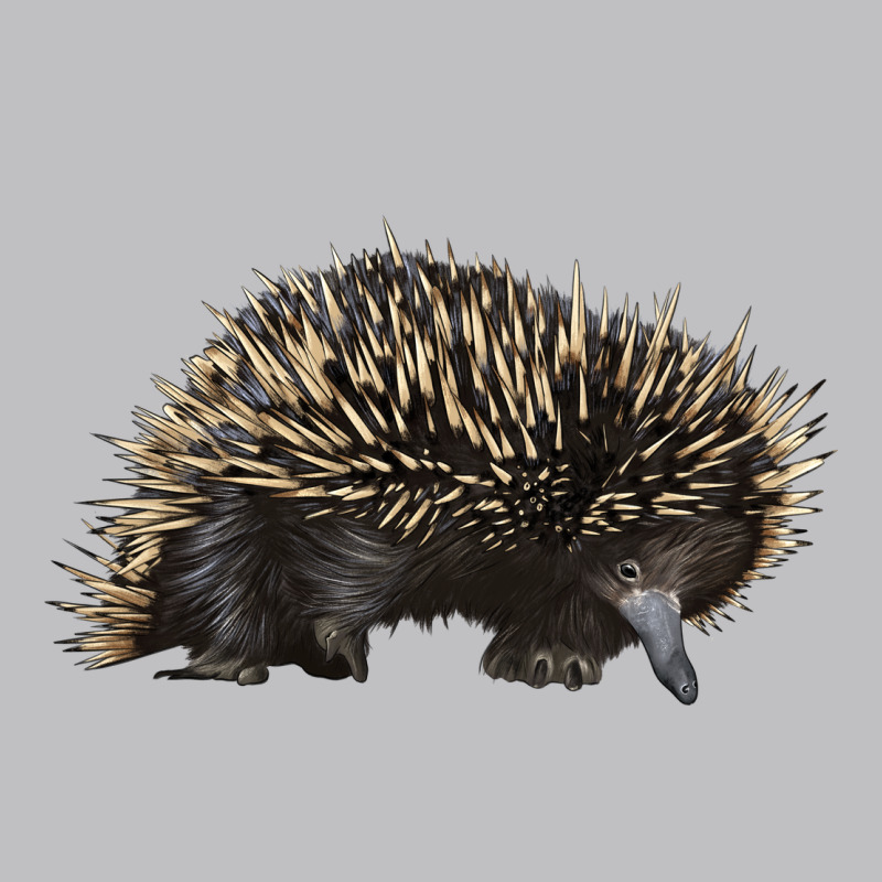 Short Beaked Echidna Long Sleeve Tee by LillyAllenDesigns | Teevron