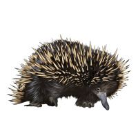 short beaked echidna | Teevron