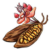 cacao beans and flowers | Teevron
