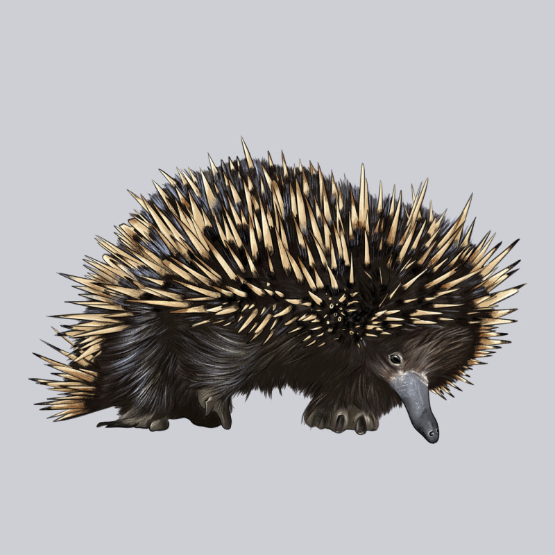 Short Beaked Echidna Heavyweight Sweatshirt by LillyAllenDesigns | Teevron