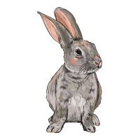 Easter bunny | Teevron