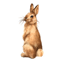 Bunny | Teevron