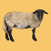 Suffolk Sheep Vintage Hoodie | Teevron