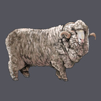 Rambouillet Sheep Vintage Hoodie | Teevron
