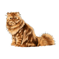 Persian Cat | Teevron
