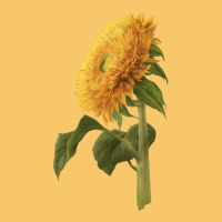 Teddy Bear Sunflower Vintage Hoodie | Teevron