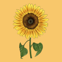 Giganteus Sunflower Vintage Hoodie | Teevron