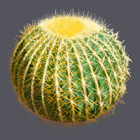 Golden Barrel Cactus Vintage Hoodie | Teevron