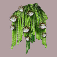 Selenicereus Cactus Vintage Hoodie | Teevron