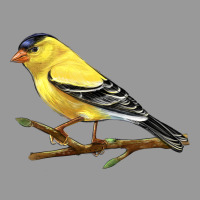 American Goldfinch Vintage Hoodie | Teevron