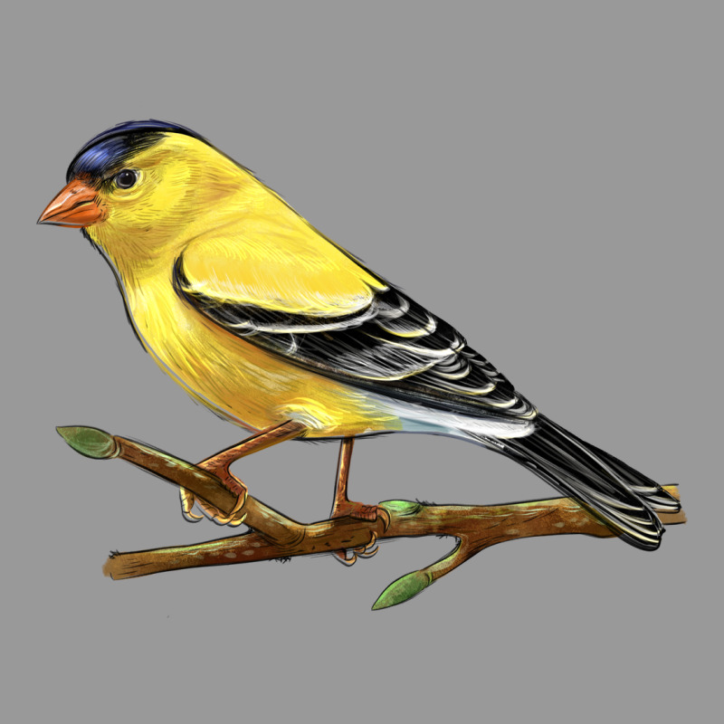 American Goldfinch Vintage Hoodie by LillyAllenDesigns | Teevron