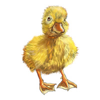 Baby Duck | Teevron