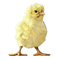 Chick | Teevron