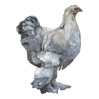 Brahma Chicken | Teevron