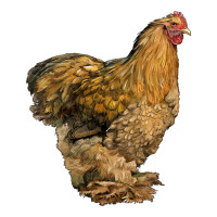 Cochin Chicken | Teevron
