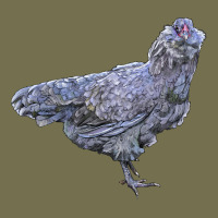 Ameraucana Chicken Vintage Hoodie | Teevron