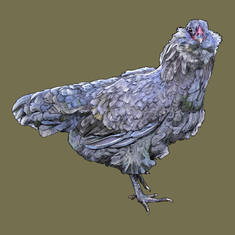 Ameraucana Chicken Vintage Hoodie by LillyAllenDesigns | Teevron