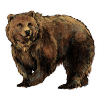 Grizzly Bear | Teevron