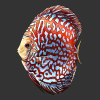 Discus Fish | Teevron