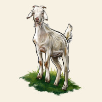 Kiko Goat Vintage Tee | Teevron
