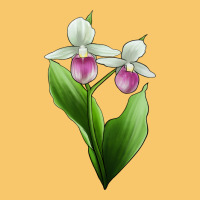 Pink And White Lady's Slipper Flower Illustrations Vintage Hoodie | Teevron