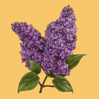 Purple Lilac Flower Illustrations Vintage Hoodie | Teevron