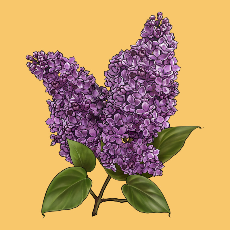 Purple Lilac Flower Illustrations Vintage Hoodie by LillyAllenDesigns | Teevron
