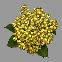 Oregon Grape Flower Illustrations Vintage Hoodie | Teevron