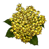 Oregon Grape Flower Illustrations | Teevron