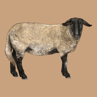 Suffolk Sheep Vintage Tee | Teevron
