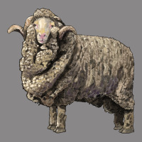 Merino Wool Sheep Vintage Tee | Teevron