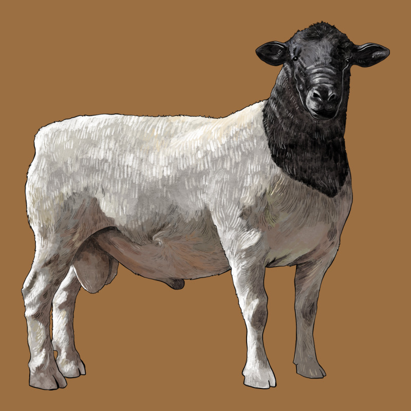 Dorper Sheep Vintage Tee by LillyAllenDesigns | Teevron
