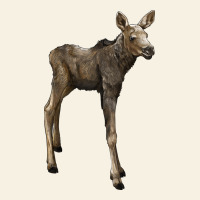 Moose Fawn Deer Vintage Tee | Teevron