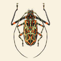 Acrocinus Beetle Illustrations Vintage Hoodie | Teevron