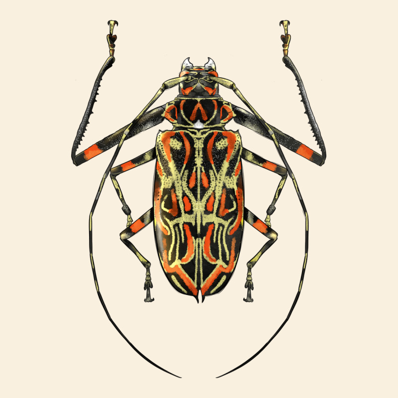 Acrocinus Beetle Illustrations Vintage Hoodie by LillyAllenDesigns | Teevron
