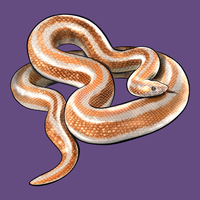 Rosy Boa Snake Illustrations Vintage Hoodie by LillyAllenDesigns | Teevron
