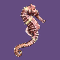 Pink Seahorse Vintage Hoodie | Teevron