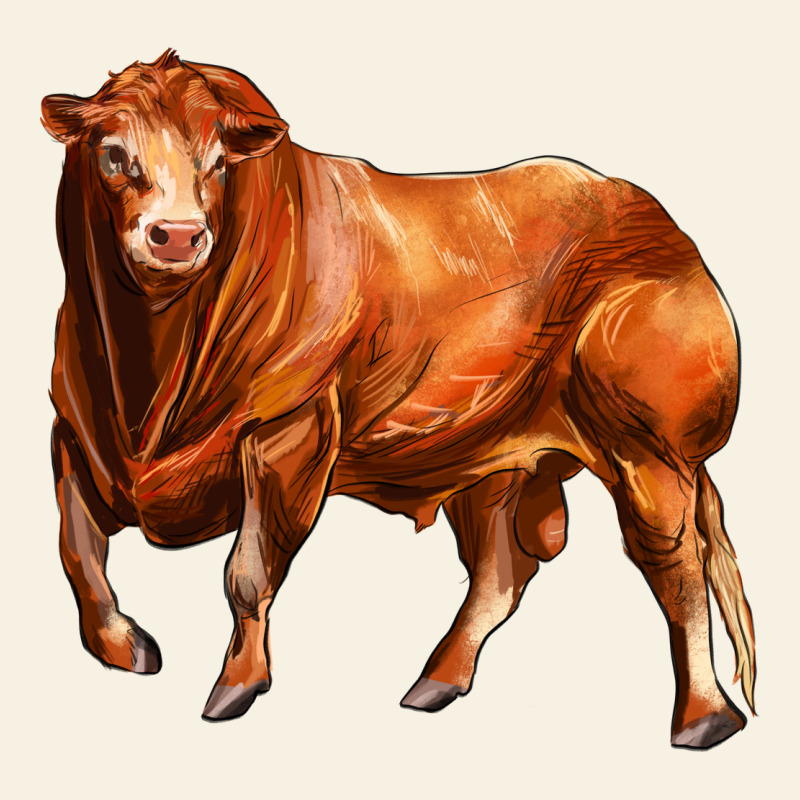 Red Angus Bull Vintage Tee by LillyAllenDesigns | Teevron