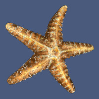 Starfish Vintage Hoodie | Teevron
