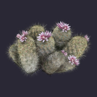 Cob Beehive Cactus Vintage Tee | Teevron