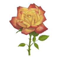rainbow's end rose | Teevron