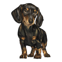 dachshund | Teevron