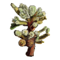 cholla tree cactus | Teevron