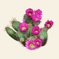 Strawberry Hedgehog Cactus Vintage Tee | Teevron