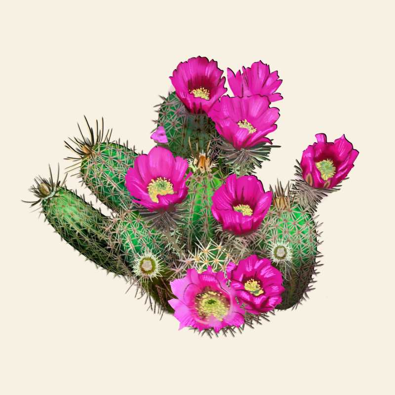 Strawberry Hedgehog Cactus Vintage Tee by LillyAllenDesigns | Teevron