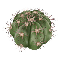 eagle claws cactus | Teevron
