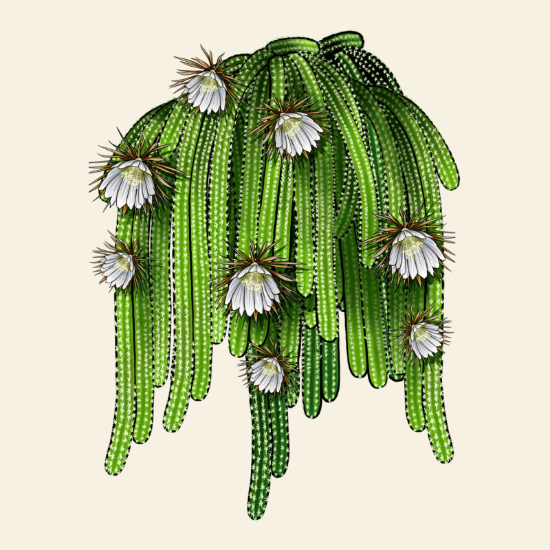 Selenicereus Cactus Vintage Tee by LillyAllenDesigns | Teevron