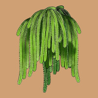 Selenicereus Cactus Vintage Tee | Teevron
